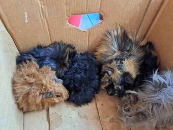 Darujem morčatá - 2