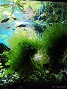 Mach do akvária - 2