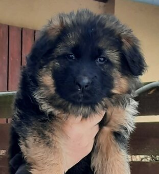 Nemecký ovčiak - 2