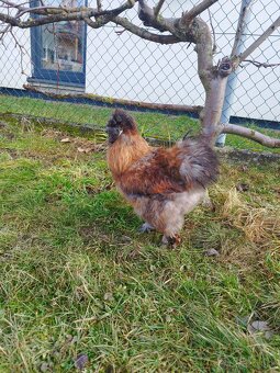 Predám kohúta hodvábničky - 2