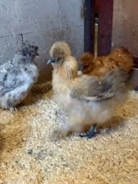 Nasadové vajíčka- Hodvábnička - 2