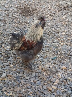 Kohút hodvabničky - 2