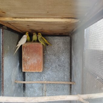 Predám papagaje - 2