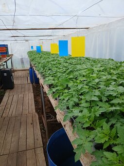 Planty - 2