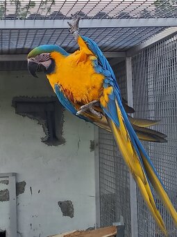 Ara ararauna. - 2