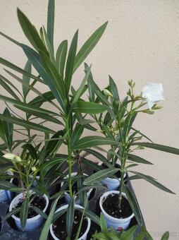 OLEANDER - 2