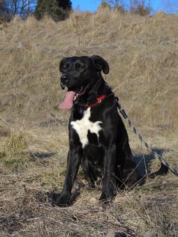 Darujem super rodinného psa - labrador mix doga - 2