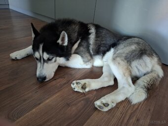 Husky darujem - 2