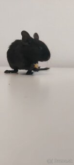 Osmak degu čierne - 2