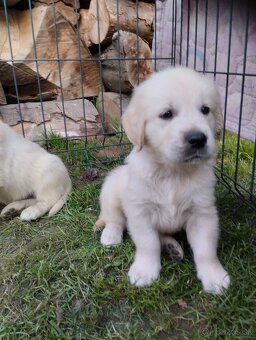 Zlatý retriever - 2