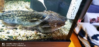 Sumčeky driftwood catfish - 2