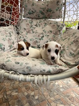 Jack Russell terier - 2