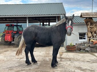 Predám kobylu - percheron na predaj - 2