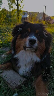 Austrálsky ovčiak - 2