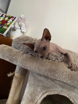 Don Sphynx - 2