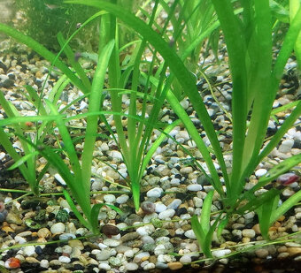 Akvarijné rastliny, Vallisneria natans - 2