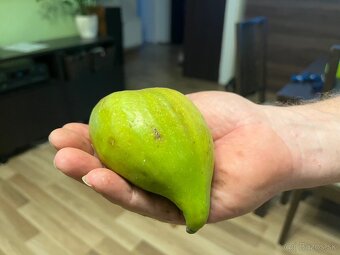 Predám figy - 2