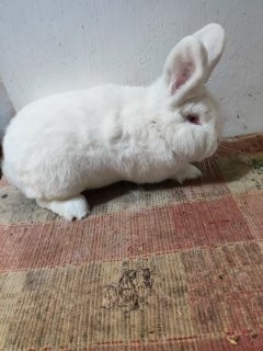 Novozélandský biely - predaj - 2