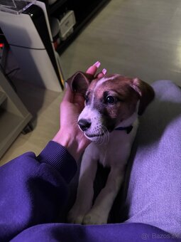 Jack Rusell - Rio - 2