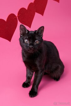 Drobučká mačička Zina - 2