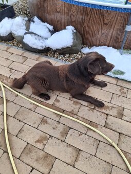 Darujem Labradora - 2