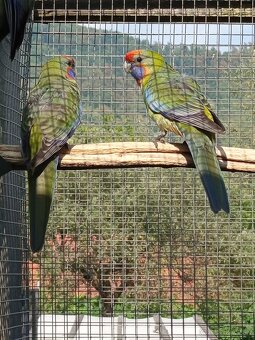 Rozely Adelaidské - 2