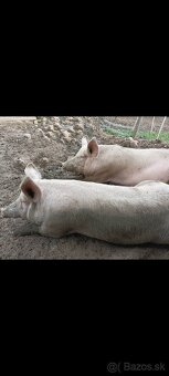 Jatočné ošípané - 2