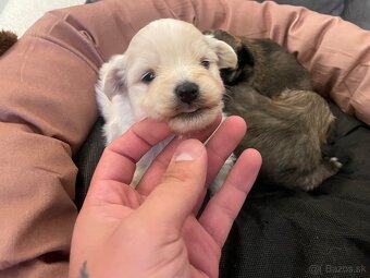 Šteniatka maltipoo - 2