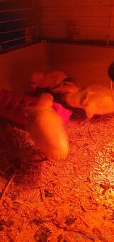 Indické bežce, indický bežec , kačka, kačky - 2