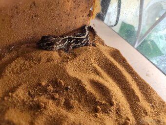 Paroedura pictus samec - 2