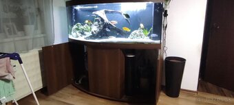 Akvarium - 2