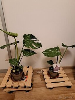 Monstera thai constellation - 2