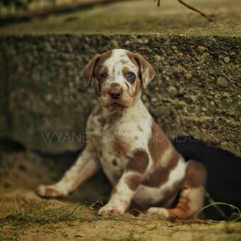 Louisianský leopardí pes – Louisiana Catahoula s PP - 2