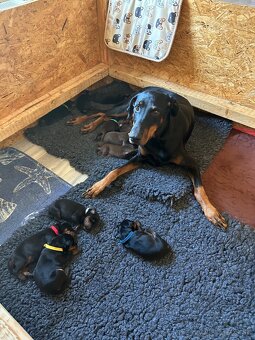 Doberman štenaitka - 2