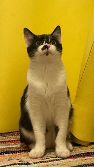 Darujem mačičku, pol ročnú - 2