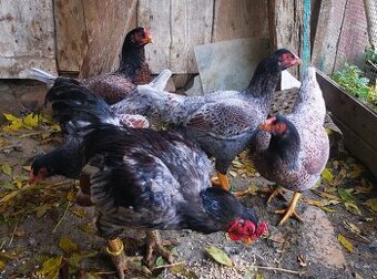 Rezervovane. Predám, vymenim indické Bojovnice - 2