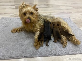 Predám šteniatka Yorkšira - 2