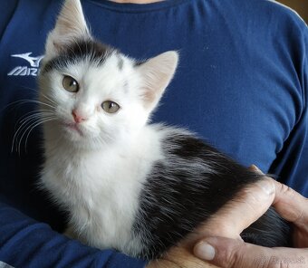 Darujem mačiatka - 2