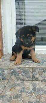 Šteniatka Nemeckého ovčiaka - 2