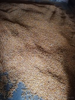 kukurica na predaj - 2