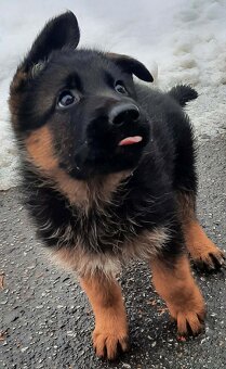 Nemecký ovčiak - 2