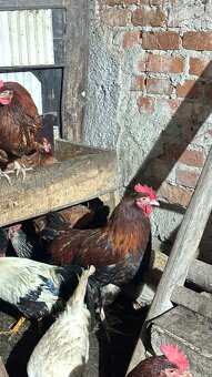 Kohút 6 mesačny - 2