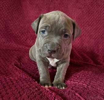Prodej štěňat American Bully Teplice - 2