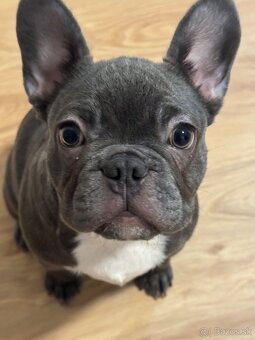 Predám francúzkeho buldočka - 2