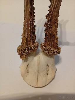 Parozie trofeje zhody - 2