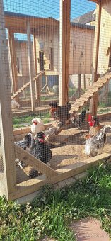 Nasadove vajíčka - 2