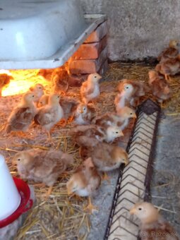 Hempšír kuriatka - 2