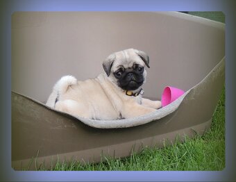 MOPS s PP.FCI. - 2