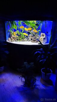 Juwel trigon 350 - 2