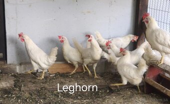 Kuriatka Leghorn, Darkshell, Araucana - 2